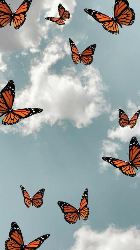Header of auri1