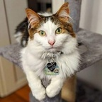balrogmeowgoth (Balrog) OnlyFans Leaked Pictures and Videos 

 profile picture