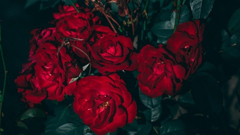 Header of bbyrize