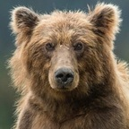 bearr OnlyFans Leak 

 profile picture