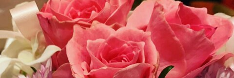Header of hibiki_rose