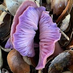 onlyfungi OnlyFans Leaks (70 Photos and 67 Videos) 

 profile picture