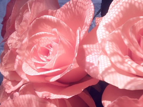 Header of raphaelx13